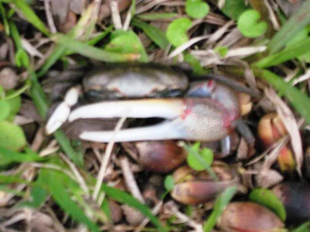 2010-03-14k-fiddlercrab.jpg