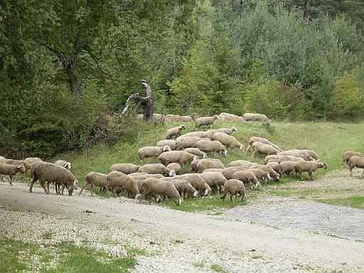 10Sep08sheep.jpg