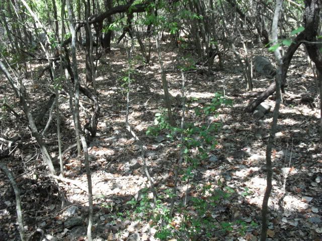 SDC10472.jpg