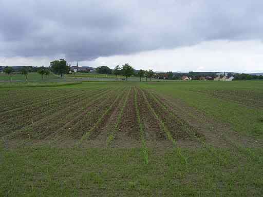 28May07field.jpg