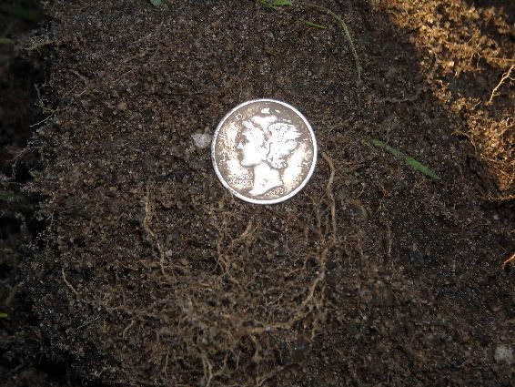 1939mercurydimeinthedirt.jpg