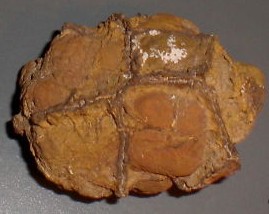 smallroughseptariannodules.jpg