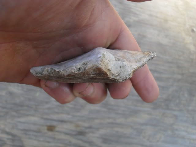 SDC10481.jpg