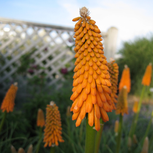 Kniphofia%20ichopensis%202313.JPG