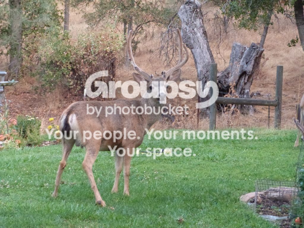 buckJo033.jpg