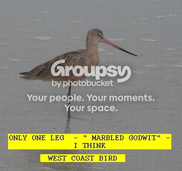 106BIRD.jpg