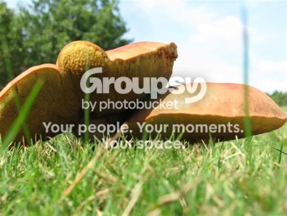 IMG_0070Custom.jpg