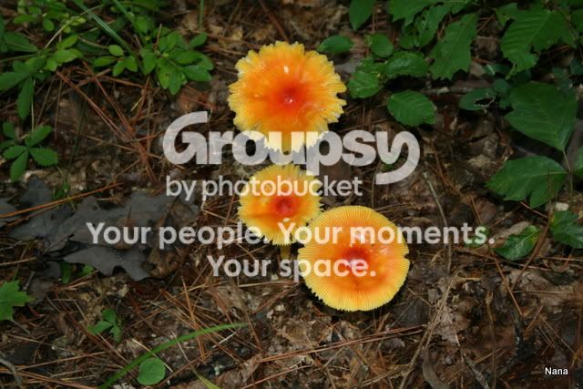 IMG_1695.jpg