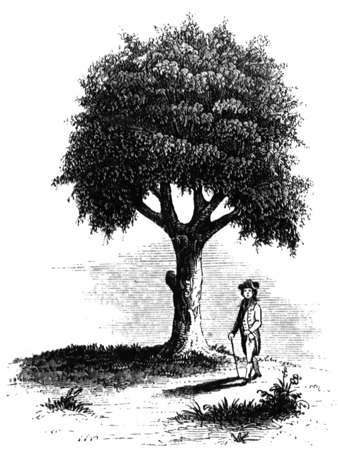 liberty-tree_13570_md.gif