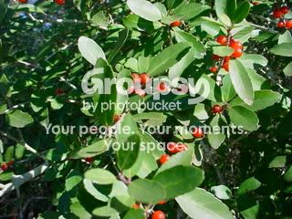 DSC00970.jpg