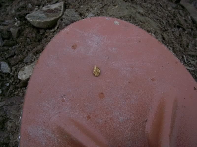 tobinstailingsgold2.jpg