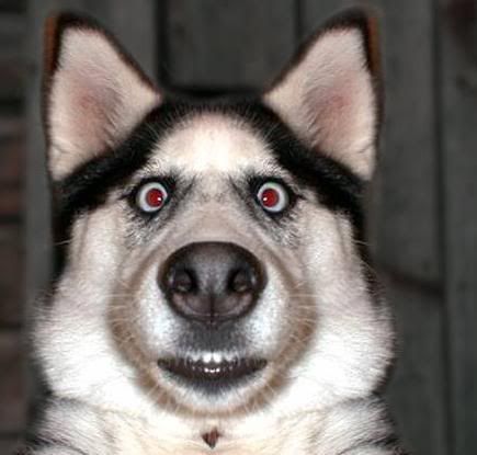 surprised_dog.jpg