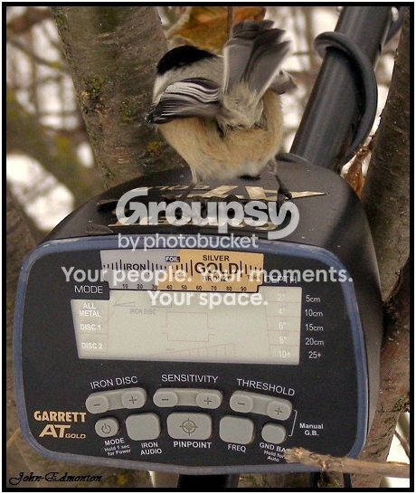 birdf_zps17ee31fb.jpg