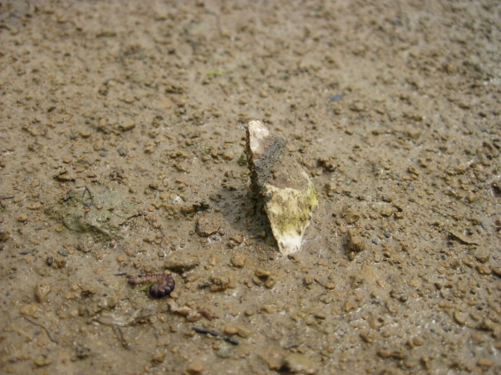 IMG_2645.jpg