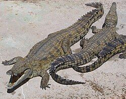 250px-NileCrocodile.jpg