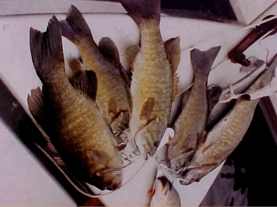 fishcatch2e.jpg