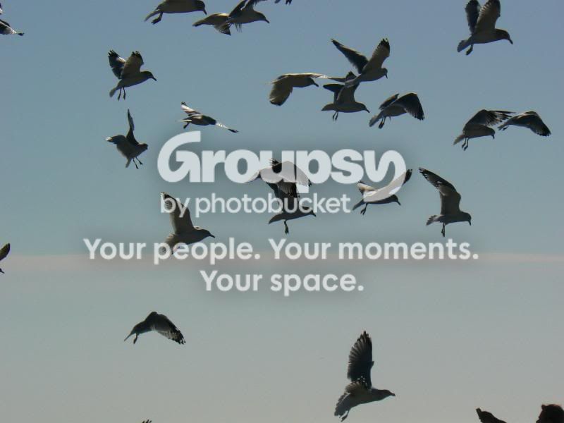 Gulls.jpg