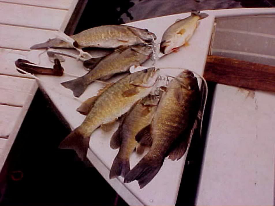 fishcatch2d.jpg