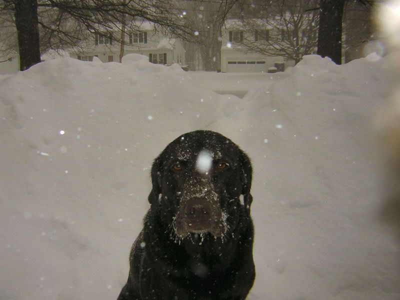 Maxinfrontofsnowmound.jpg