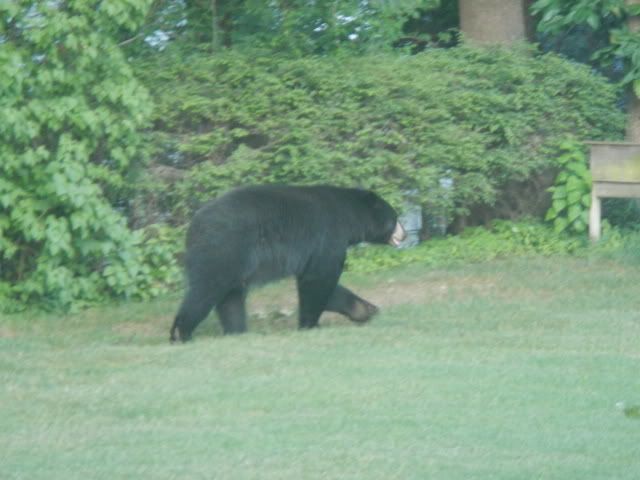 16partyandbear073.jpg