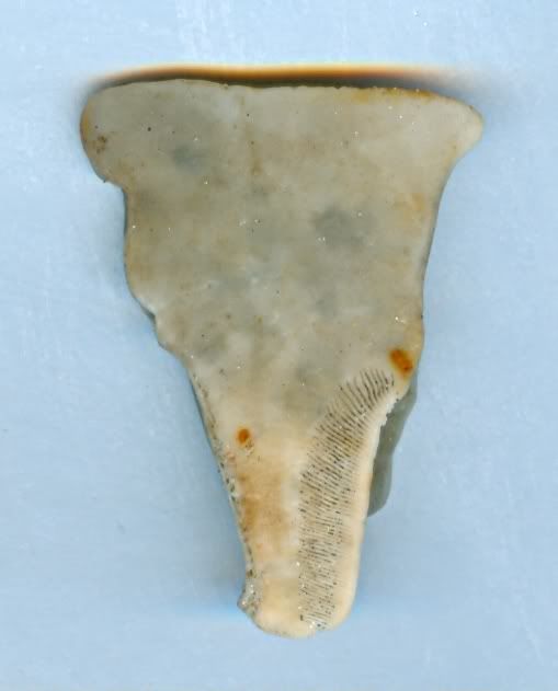 Shell0617081.jpg