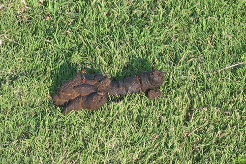 dog-poop2.jpg