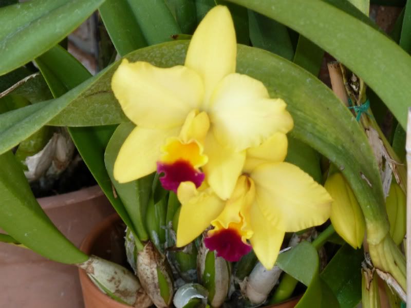 P1000252-1.jpg