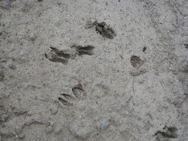 2010-03-07g-deer-tracks.jpg