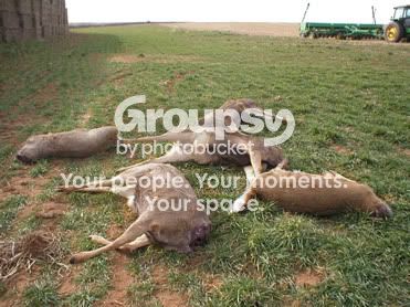 DeerdumpedatClovisFarminDecember200.jpg