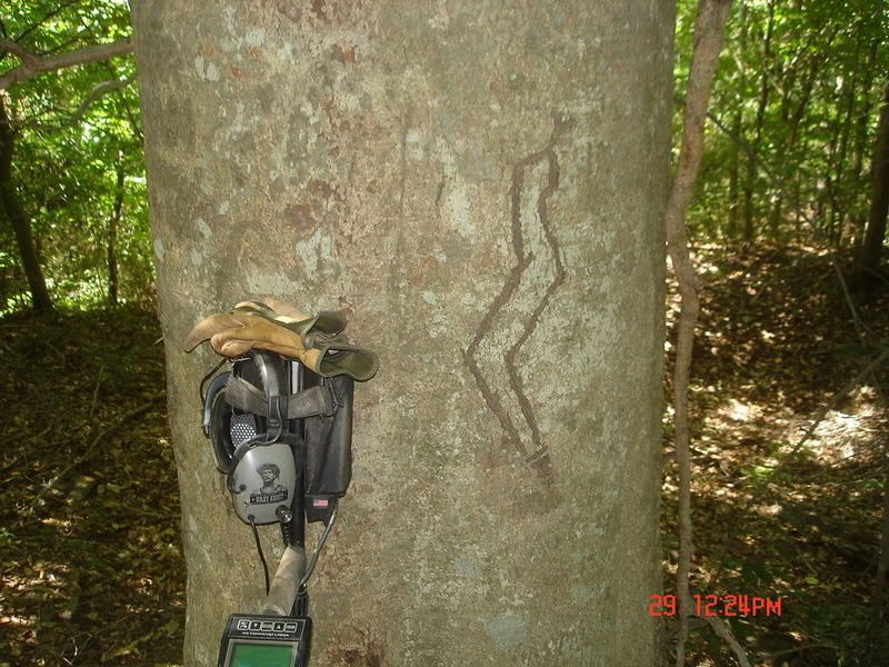 snaketree.jpg