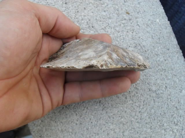 SDC10393.jpg