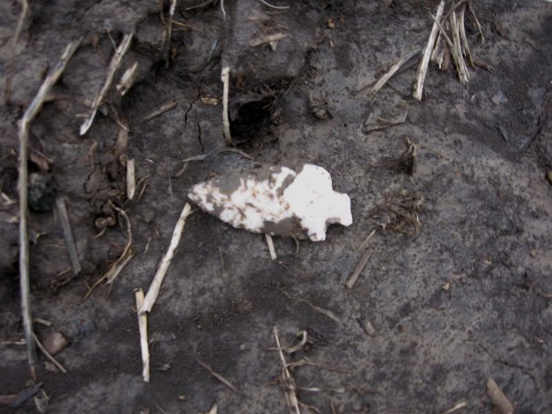 02-27-2009fieldhunt017.jpg