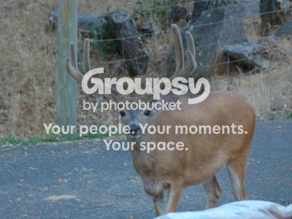buck-1.jpg