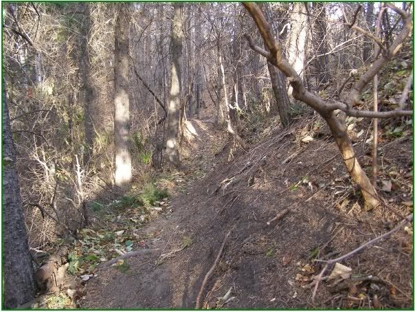 windywoods2.jpg