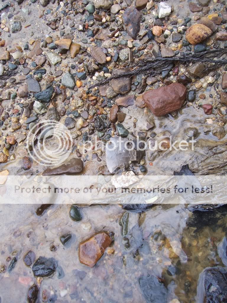 creekfinds90003.jpg