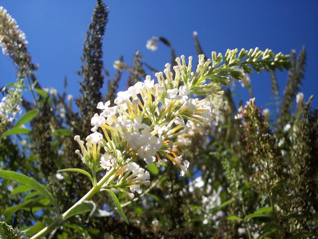 flowers4.jpg