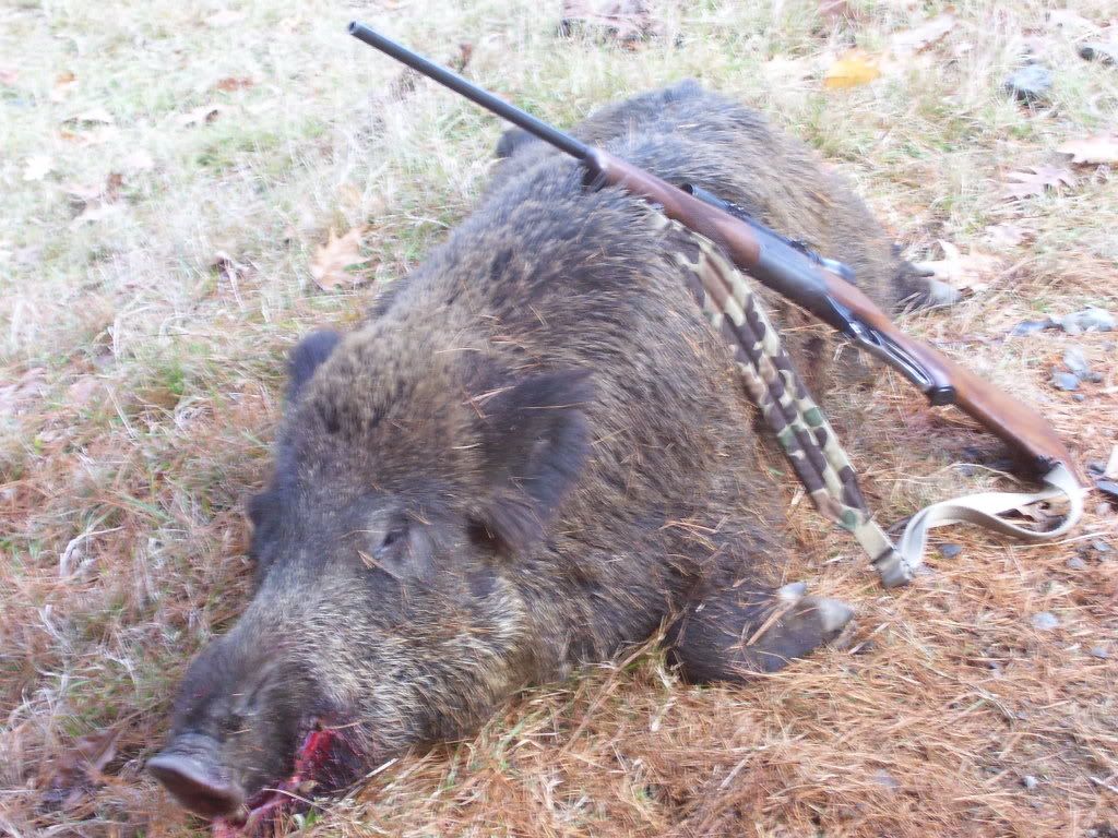 hog003.jpg