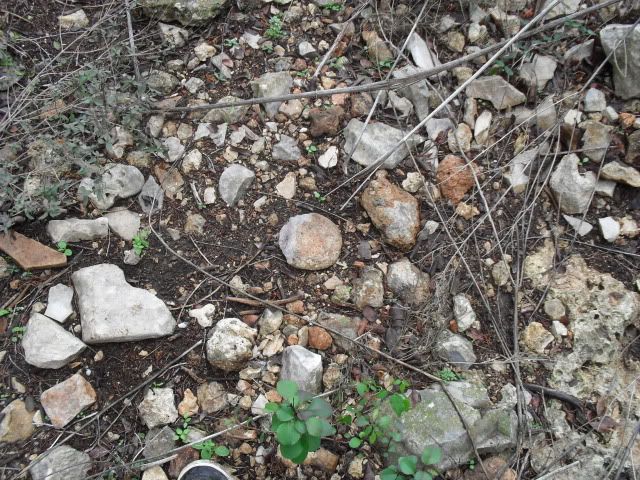 SDC10409.jpg