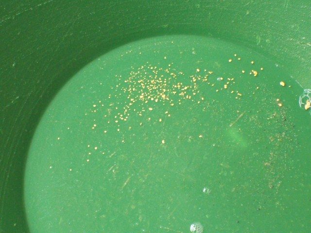 July19gold.jpg