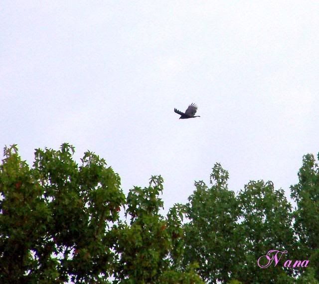100_9133.jpg