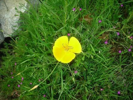 Copy_of_poppy_0061.jpg