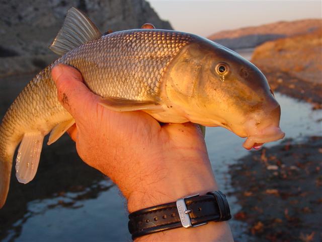 suckerfish.JPG