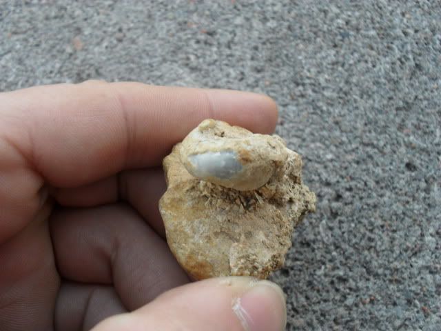 SDC10155.jpg