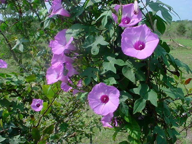 DSC00785.jpg