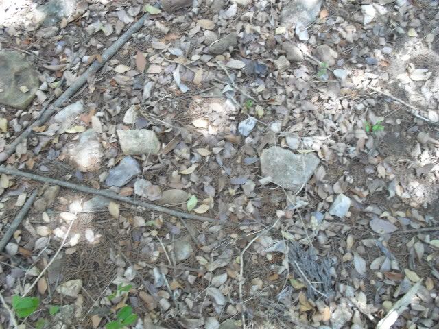 SDC10432.jpg