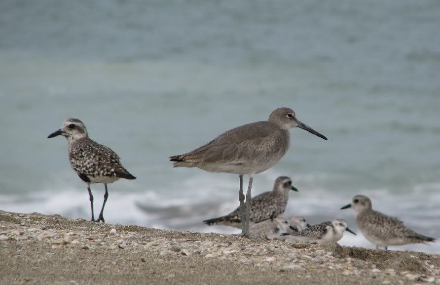 Sandpiper2.jpg
