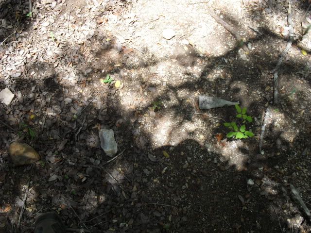 SDC10107.jpg