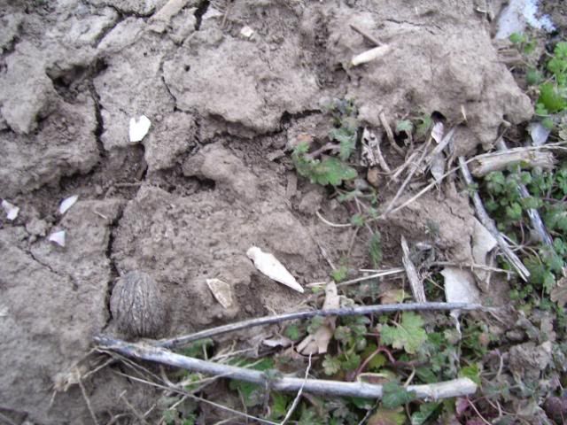 100_1090.jpg