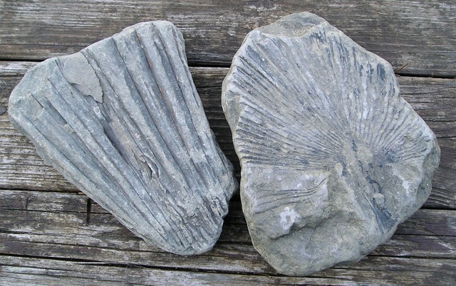 nooksack%20fossils%20001.JPG