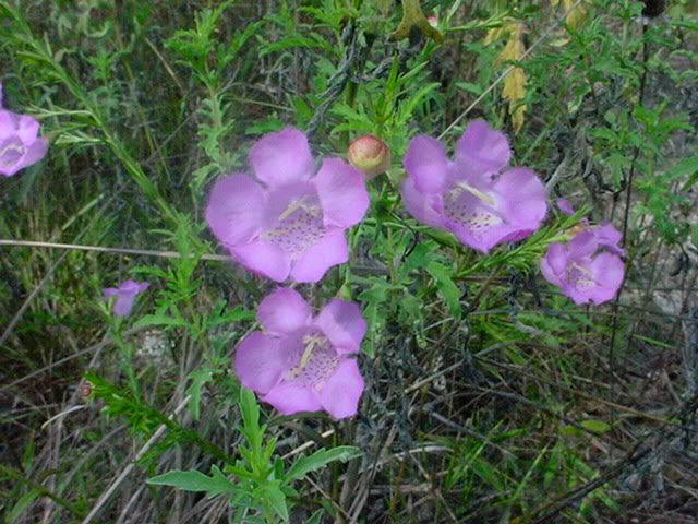 DSC00796.jpg